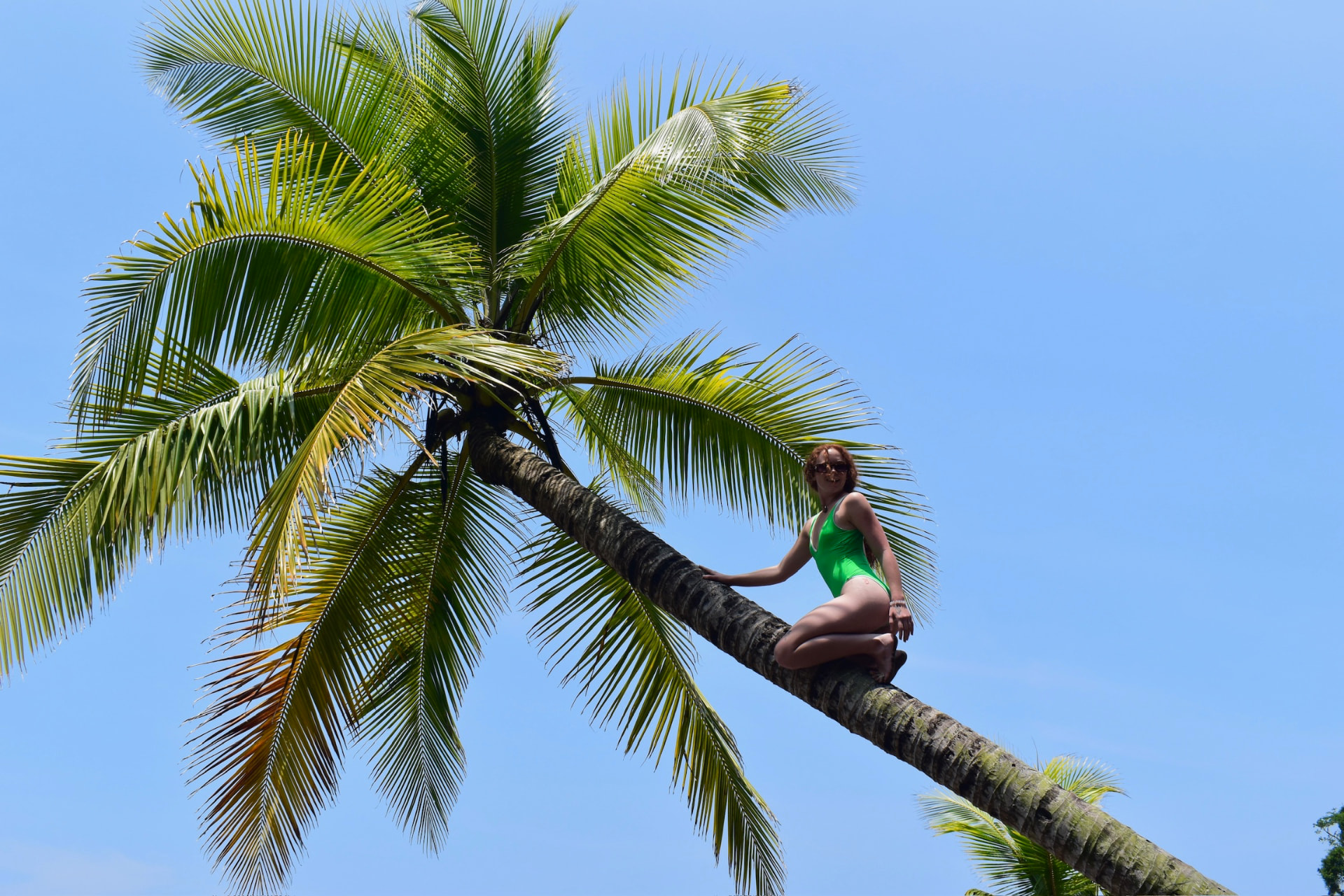 Sitting high on a palm trunk against the blue sky